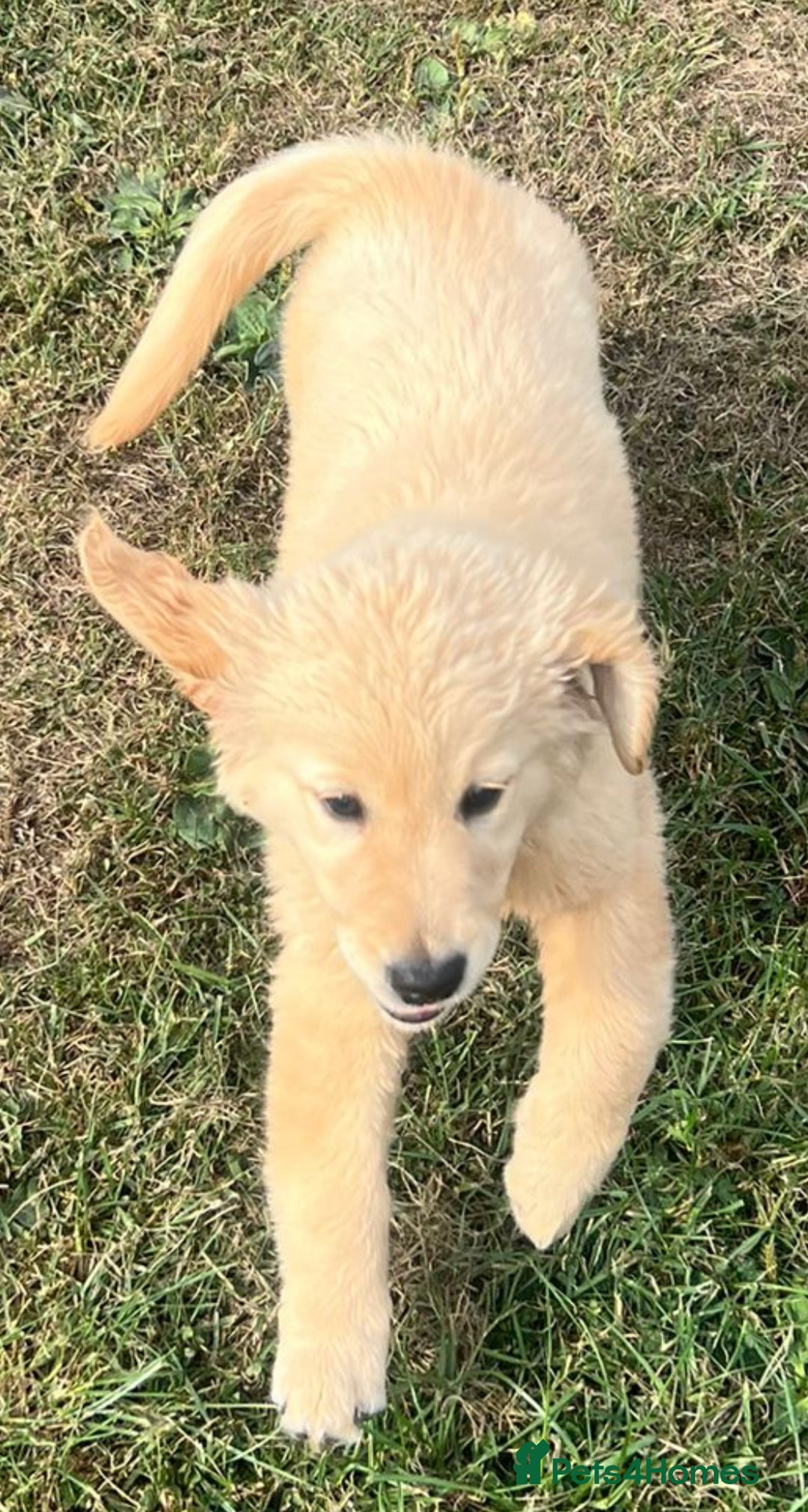 Goldendoodle dogs for sale: Healthy happy small golden retriever type puppies - Image 10