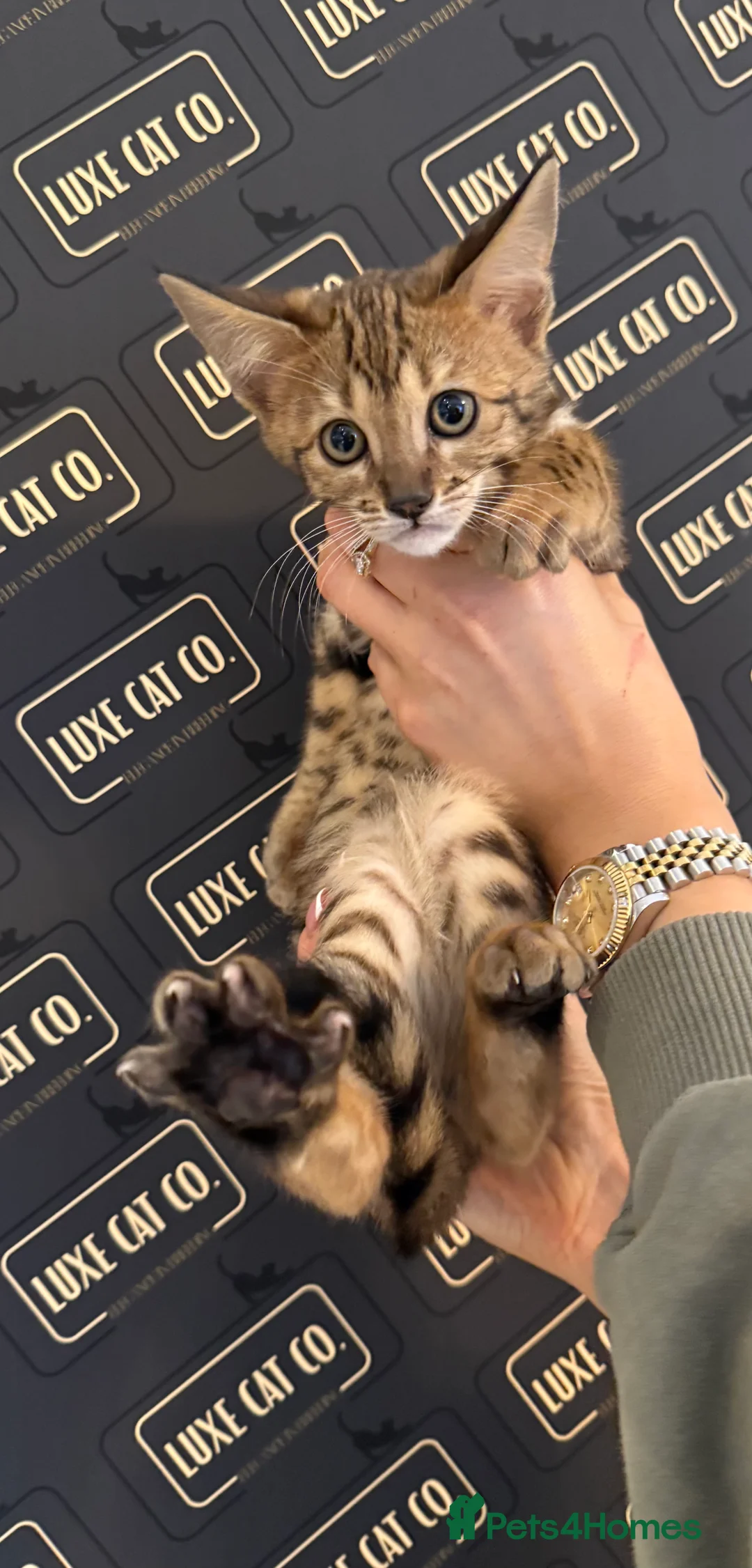 Savannah cats for sale: TICA F3 Savannah Kittens - Luxe Cat co. in Blackpool - Advert 4