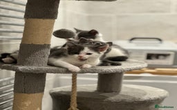 Mixed Breed cats for sale: Beautiful toe eaters!  - Image 5