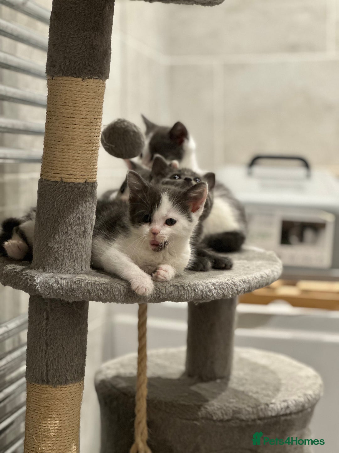 Mixed Breed cats for sale: Beautiful toe eaters!  - Image 5