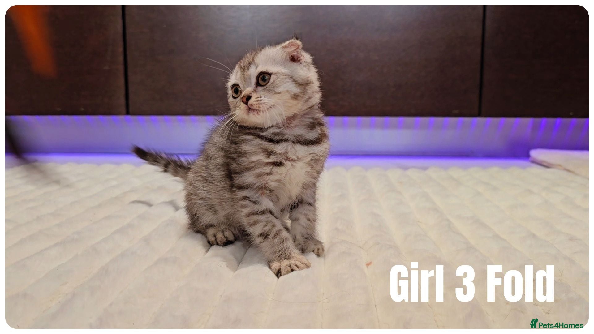 Scottish Fold cats 🐱 Scottish Fold & Scottish Straight Kittens - Advert 5