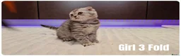 Scottish Fold cats for sale: 🐱 Scottish Fold & Scottish Straight Kittens - Advert 9