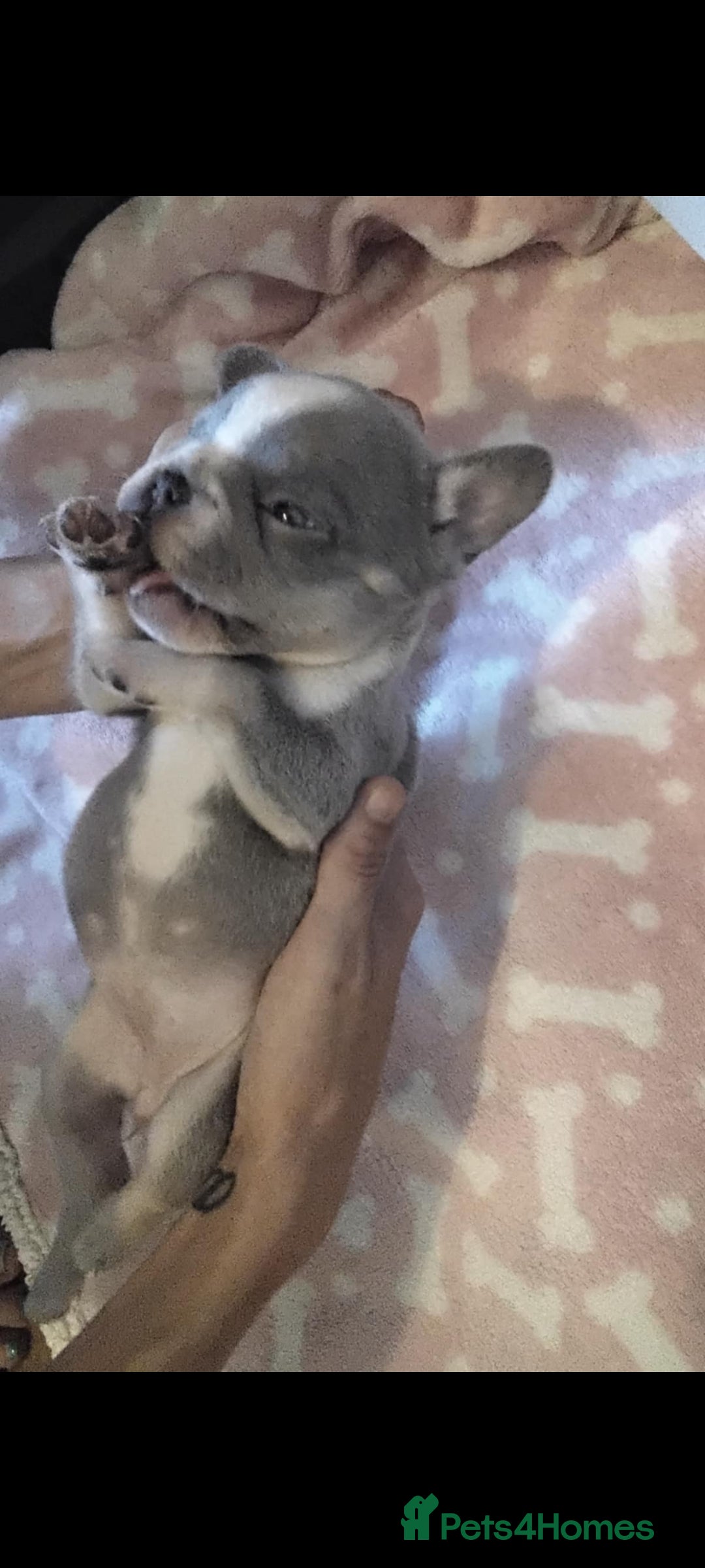 French Bulldog dogs for sale: X4 frenchbulldogs/fluffy carriers - Image 7