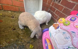 Mini Lion Lop rabbits for sale: Mini lop - Image 6