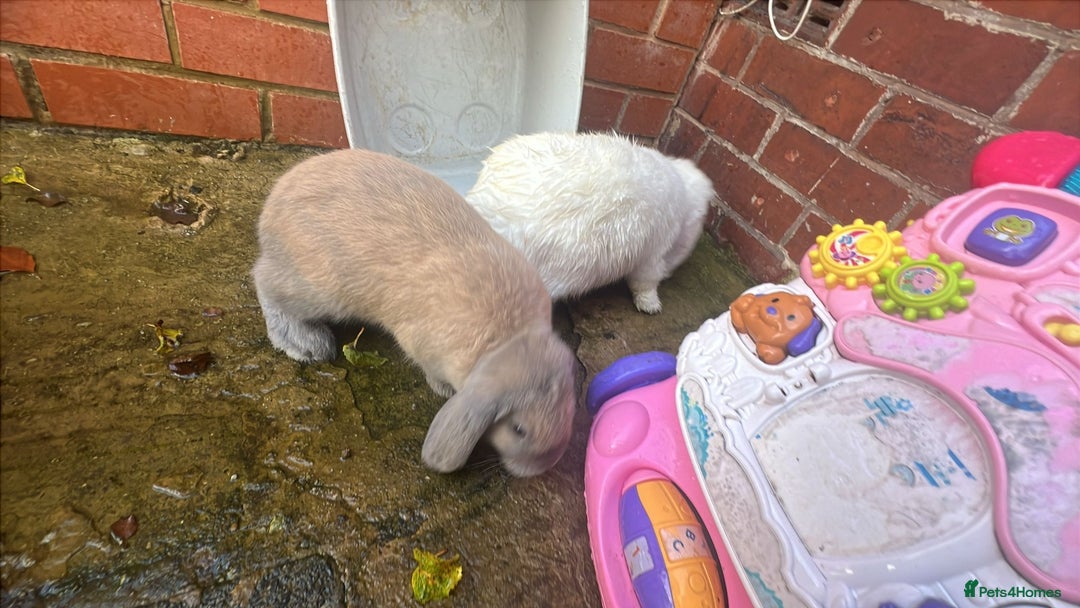 Mini Lion Lop rabbits for sale: Mini lop - Image 6