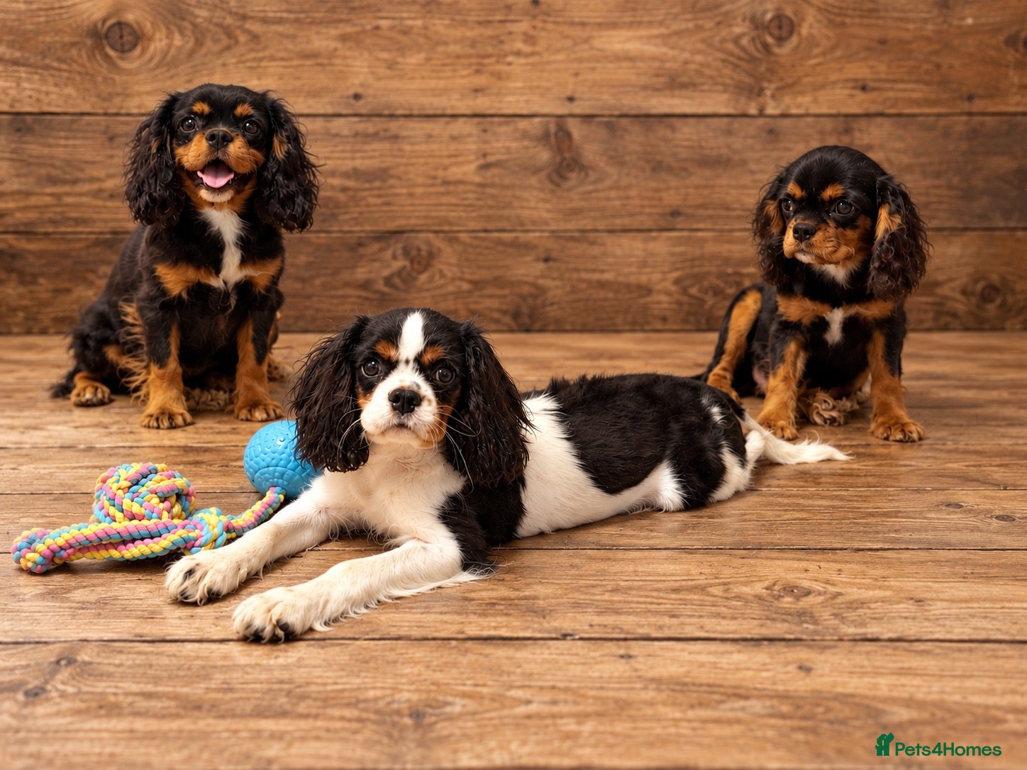 Cavalier King Charles Spaniel dogs for sale: Beautiful litter of cavalier pups ready now 💕 - Advert 10