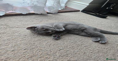 British Shorthair cats - Advert 1