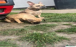 Mixed Breed dogs for sale: French bulldog x English bulldog  - Image 4