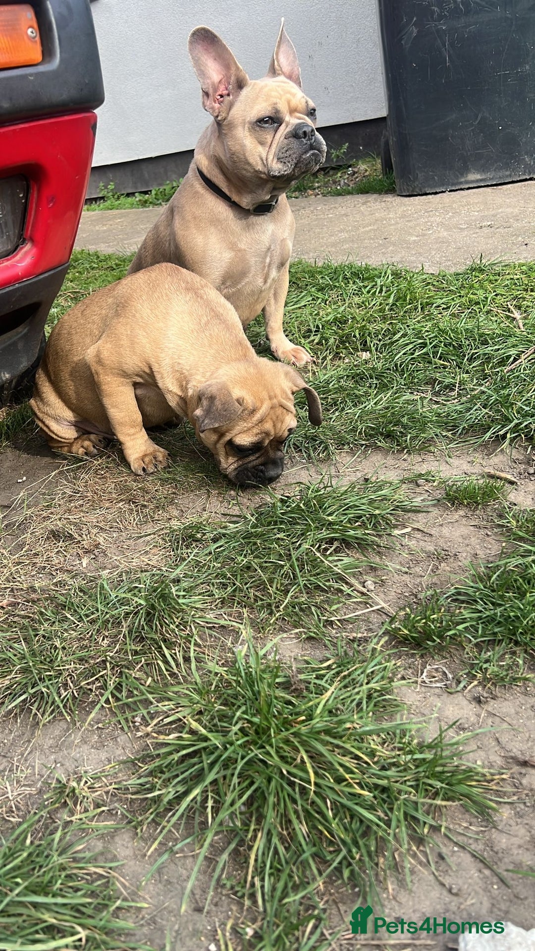Mixed Breed dogs for sale: French bulldog x English bulldog  - Image 4