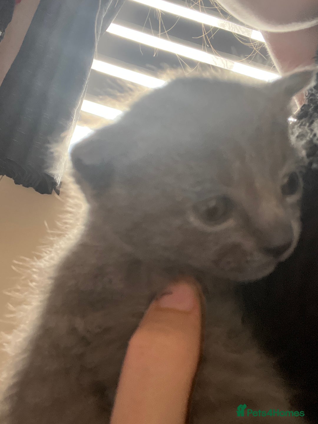 Mixed Breed cats for sale: Grey kittens  - Image 21