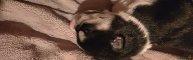 First Born