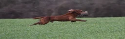 Cocker Spaniel dogs for sale: BEAUTIFUL MIXED COLOUR LITTER,HEALTHTESTED PARENTS - Advert 8