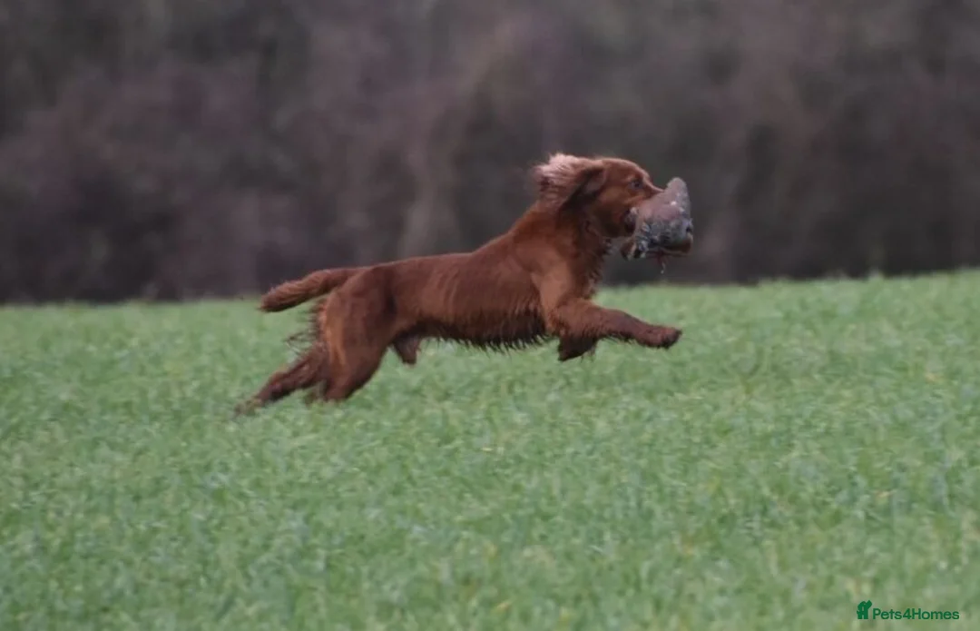 Cocker Spaniel dogs for sale: BEAUTIFUL MIXED COLOUR LITTER,HEALTHTESTED PARENTS - Advert 8