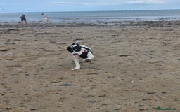 Mixed Breed dogs for sale: Jack Russell crossed -Max - Image 4