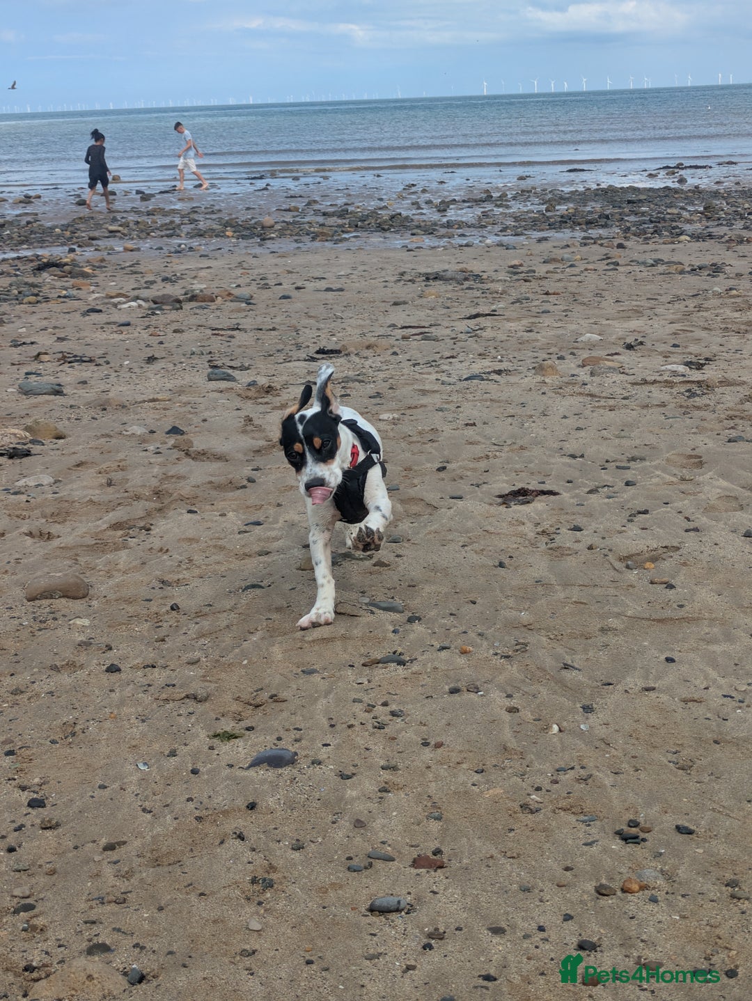 Mixed Breed dogs for sale: Jack Russell crossed -Max - Image 4