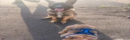 Belgian Shepherd Dog dogs for sale: 8 month old Belgian mally  in South Shields - Advert 4