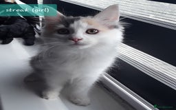 Ragcoon cats for sale: FINAL REDUCTION £300  Stunning, chunky ragcoons  - Image 15