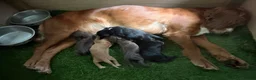 Cocker Spaniel dogs for sale: Cocker Spaniel pups  in Seaham - Advert 20