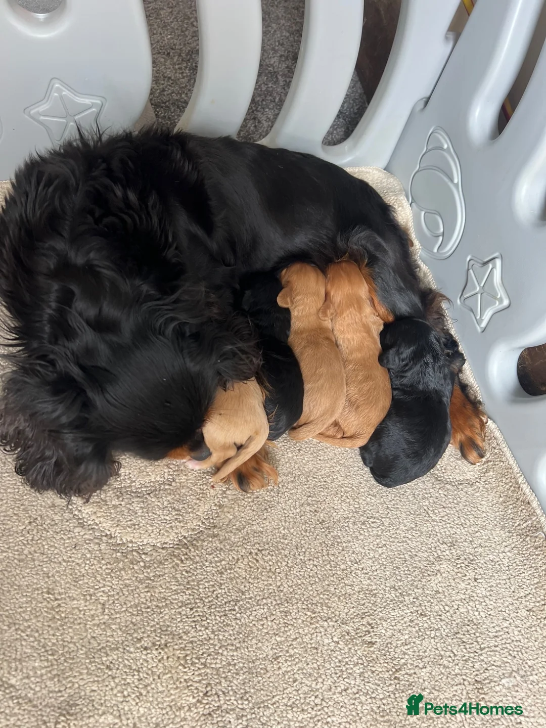 Cavapoo dogs for sale: Health tested cavapoos ready 19th August 💙💕 - Advert 14
