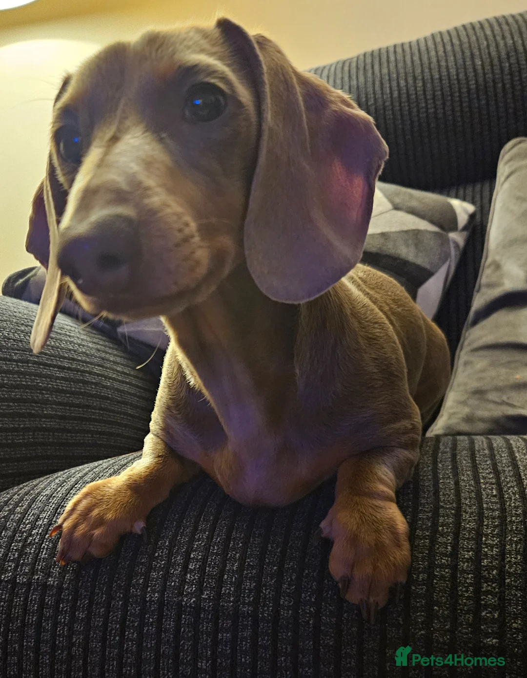 Miniature Dachshund dogs for sale: 2 x miniature dachshund  - Advert 2