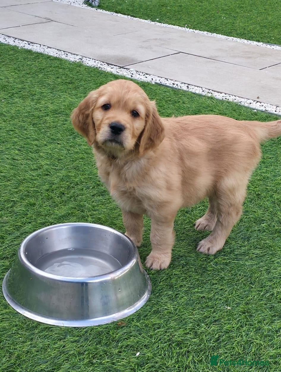 Golden Retriever dogs for sale: Lovely Golden Retriever Puppy's  - Advert 1