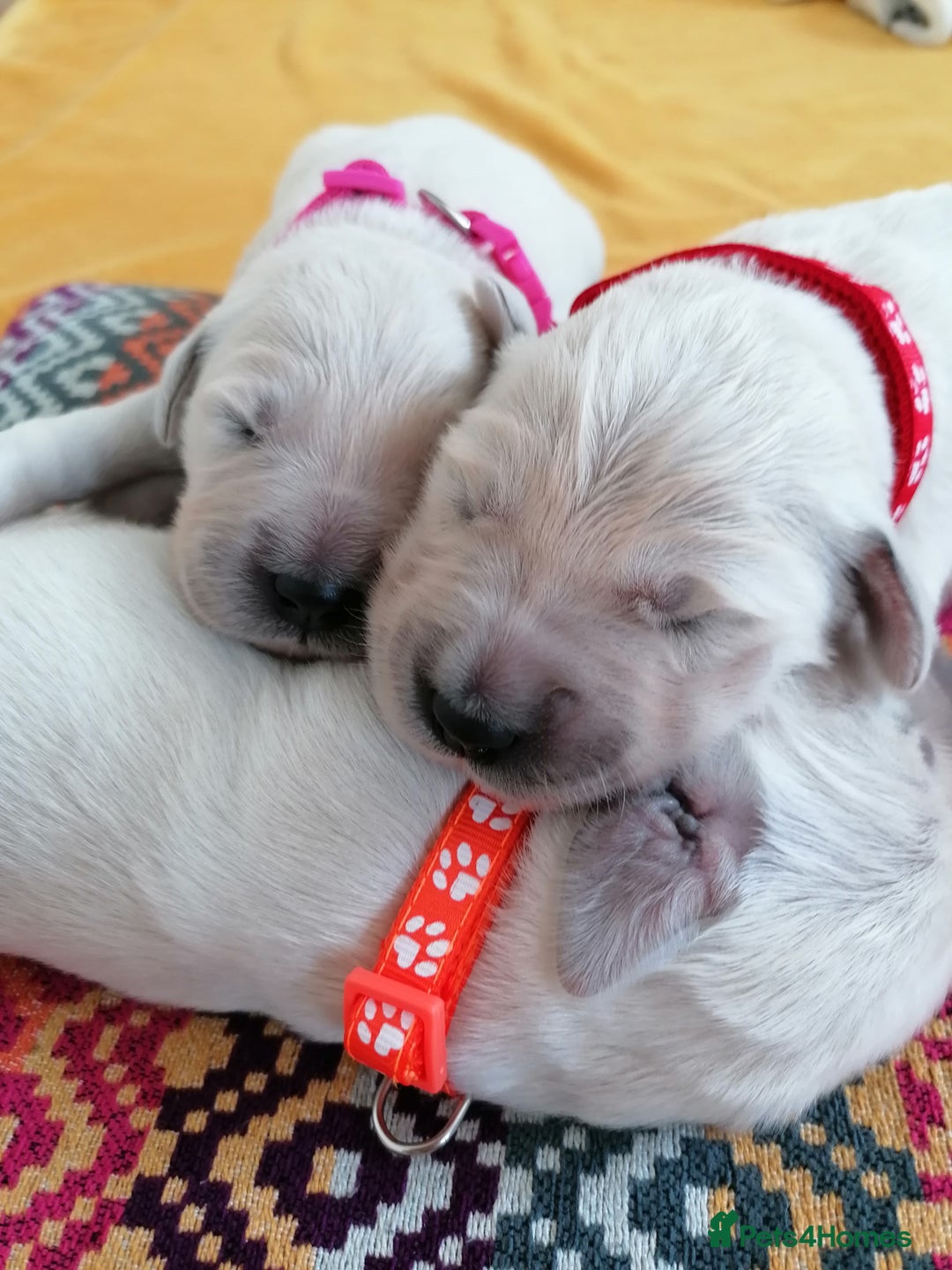 Golden Retriever dogs for sale: Championship line KC Golden Retriever puppies - Image 5