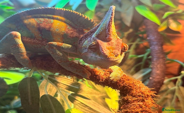 Chameleon reptiles Yemen chameleon plus vivarium and full set up  - Advert 1