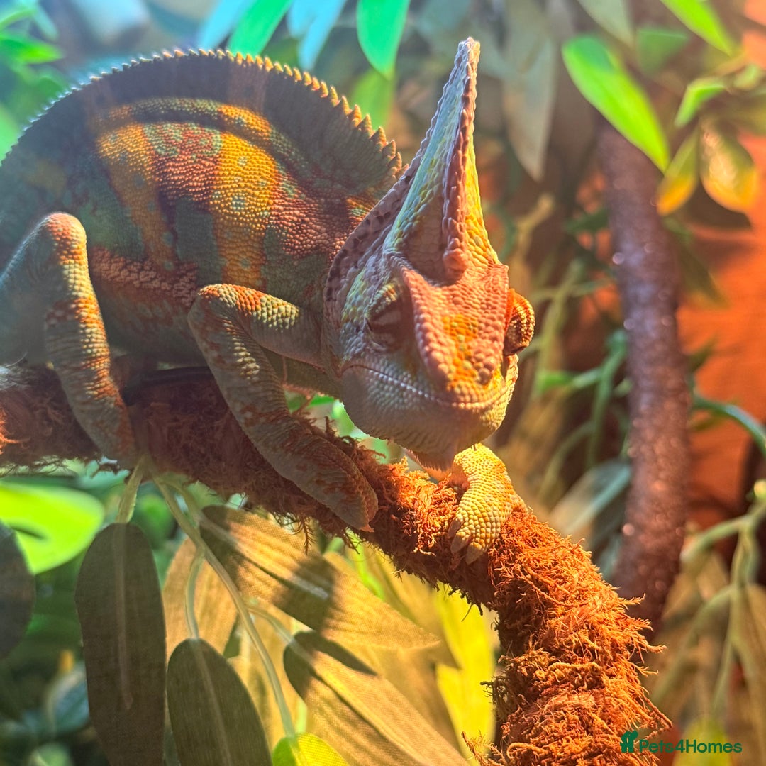 Chameleon reptiles for sale: Yemen chameleon plus vivarium and full set up  - Advert 1