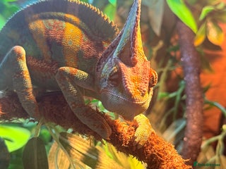 Chameleon reptiles for sale: Yemen chameleon plus vivarium and full set up - Advert 1