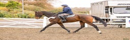 Irish Thoroughbred horses for sale: Athletic And Capable Allrounder  - Advert 1