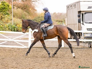 Irish Thoroughbred horses Athletic And Capable Allrounder - Advert 4