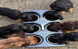 Cocker Spaniel dogs for sale: KC & HEALTH TESTED CHOC SABLE PUPS - Image 2