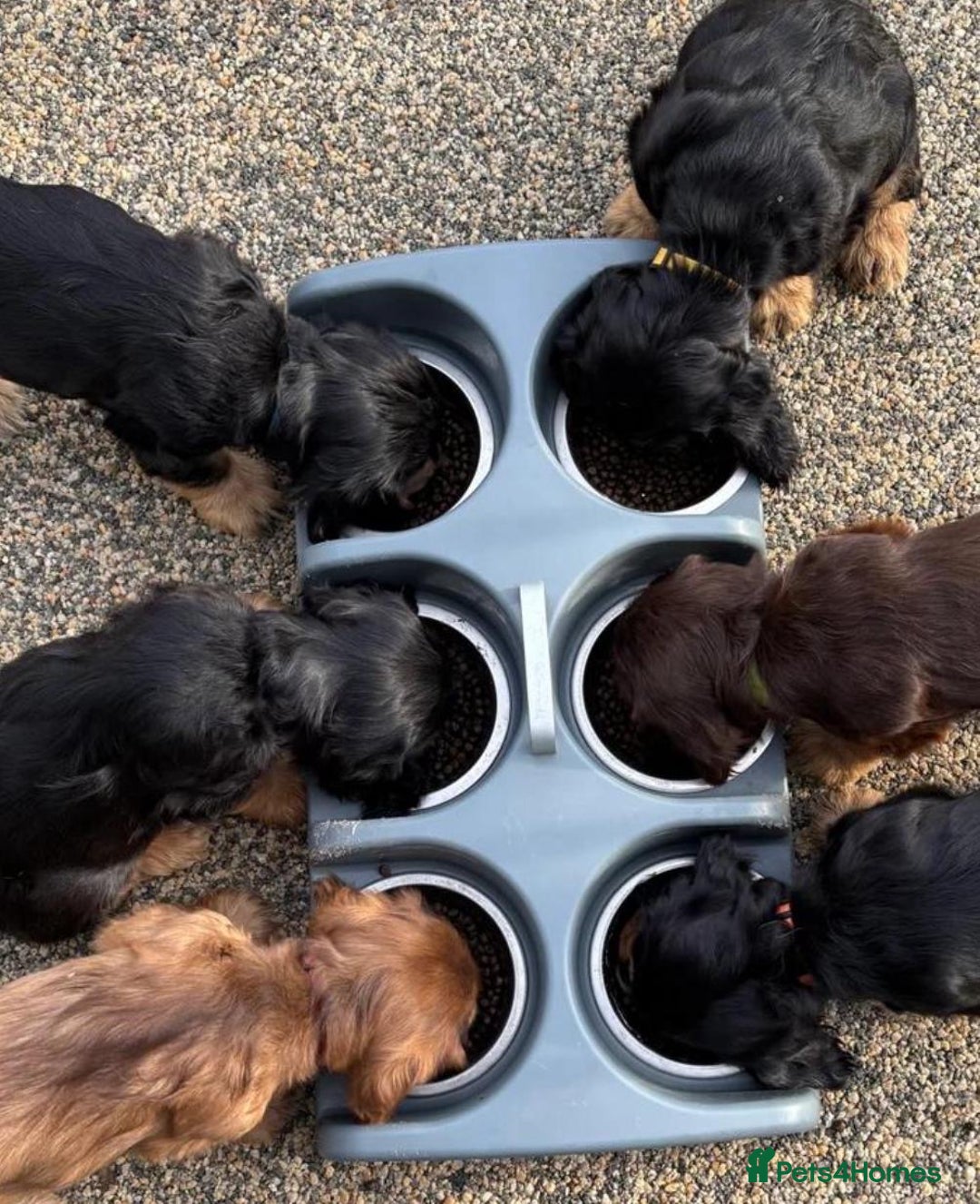 Cocker Spaniel dogs for sale: KC & HEALTH TESTED CHOC SABLE PUPS - Image 2