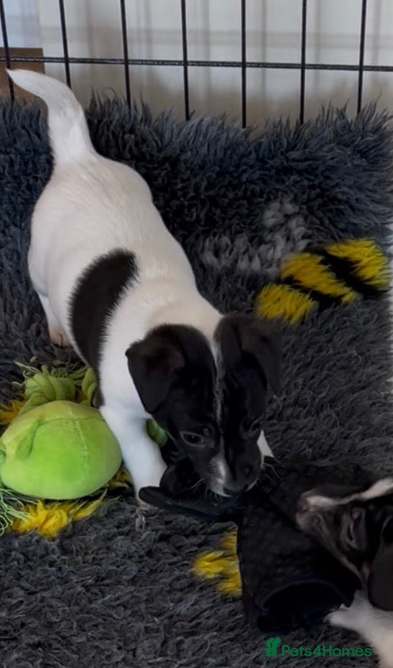 Jack Russell dogs Traditional mini Jack Russell pups - Advert 3