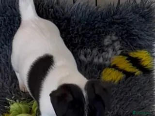Jack Russell dogs Traditional mini Jack Russell pups - Advert 3