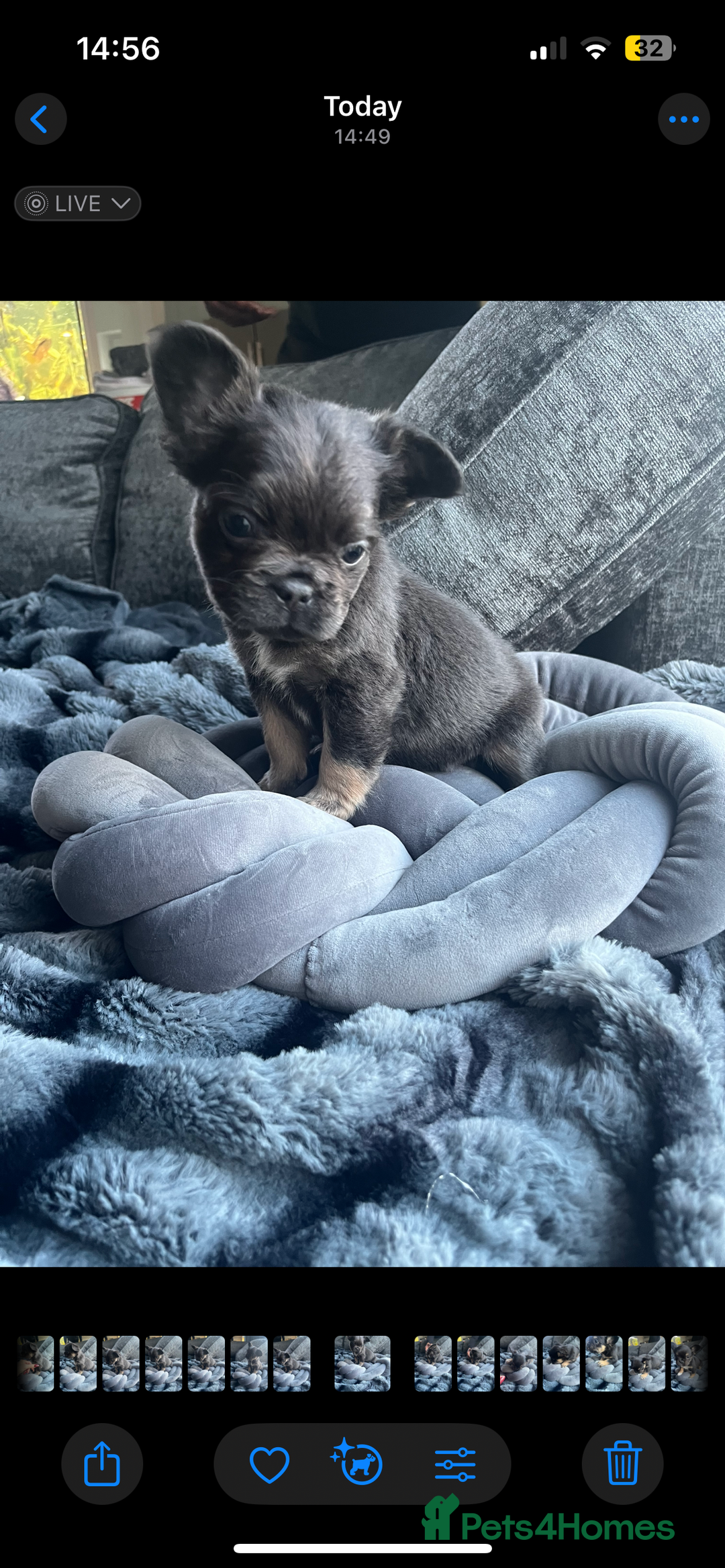 French Bulldog dogs for sale: Beautiful full fluffy frenchies  - Advert 19
