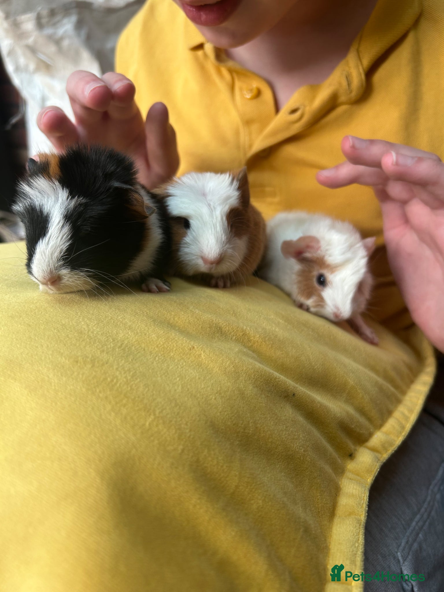 Guinea Pig rodents for sale: We have two litters of guinea pigs - Advert 2