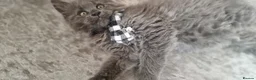 Maine Coon cats for sale: 🐾 Stunning Maine Coon Kittens  Ready Now £1000 🐾 in Newport - Advert 10