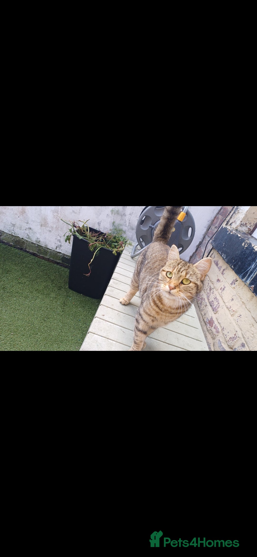 American Shorthair cats Kitten  - Advert 2