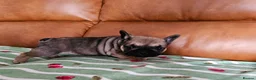 French Bulldog dogs for sale: KC REG FRENCH BULLDOG PUPS - Advert 2