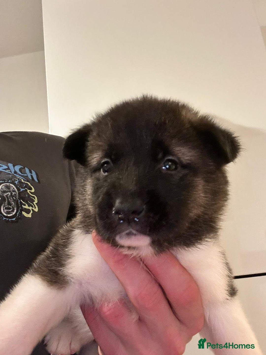 Akita dogs for sale: Beautiful puppy akita - Advert 9
