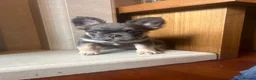French Bulldog dogs for sale: French bull dog puppies in Manchester - Advert 5