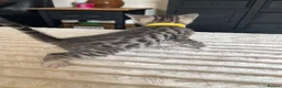 Bengal cats for sale: Bengal cross kittens in Frodsham - Advert 10