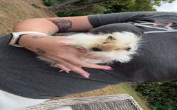 Guinea Pig rodents for sale: 2 fluffy boy piggies - Image 1