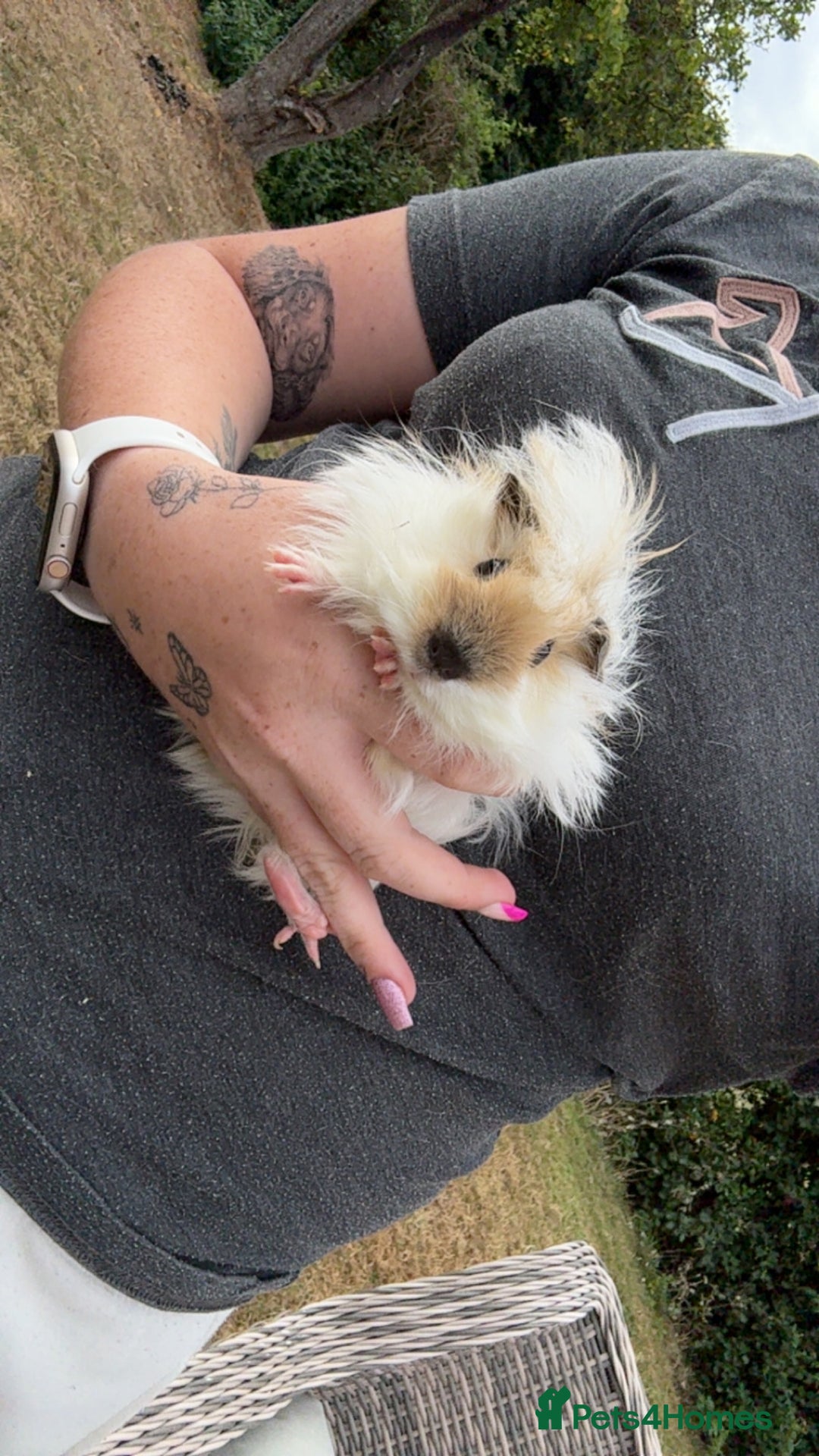 Guinea Pig rodents for sale: 2 fluffy boy piggies - Image 1