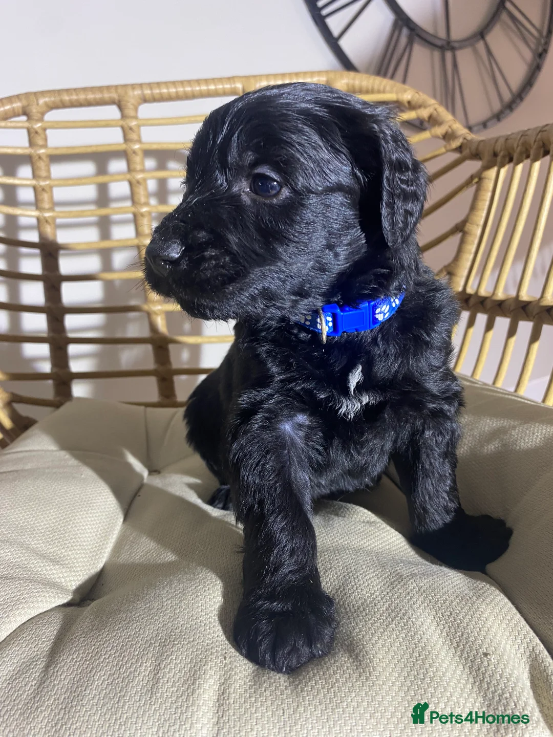 Goldendoodle dogs for sale: F1 Goldendoodles 🖤💛 - Advert 35