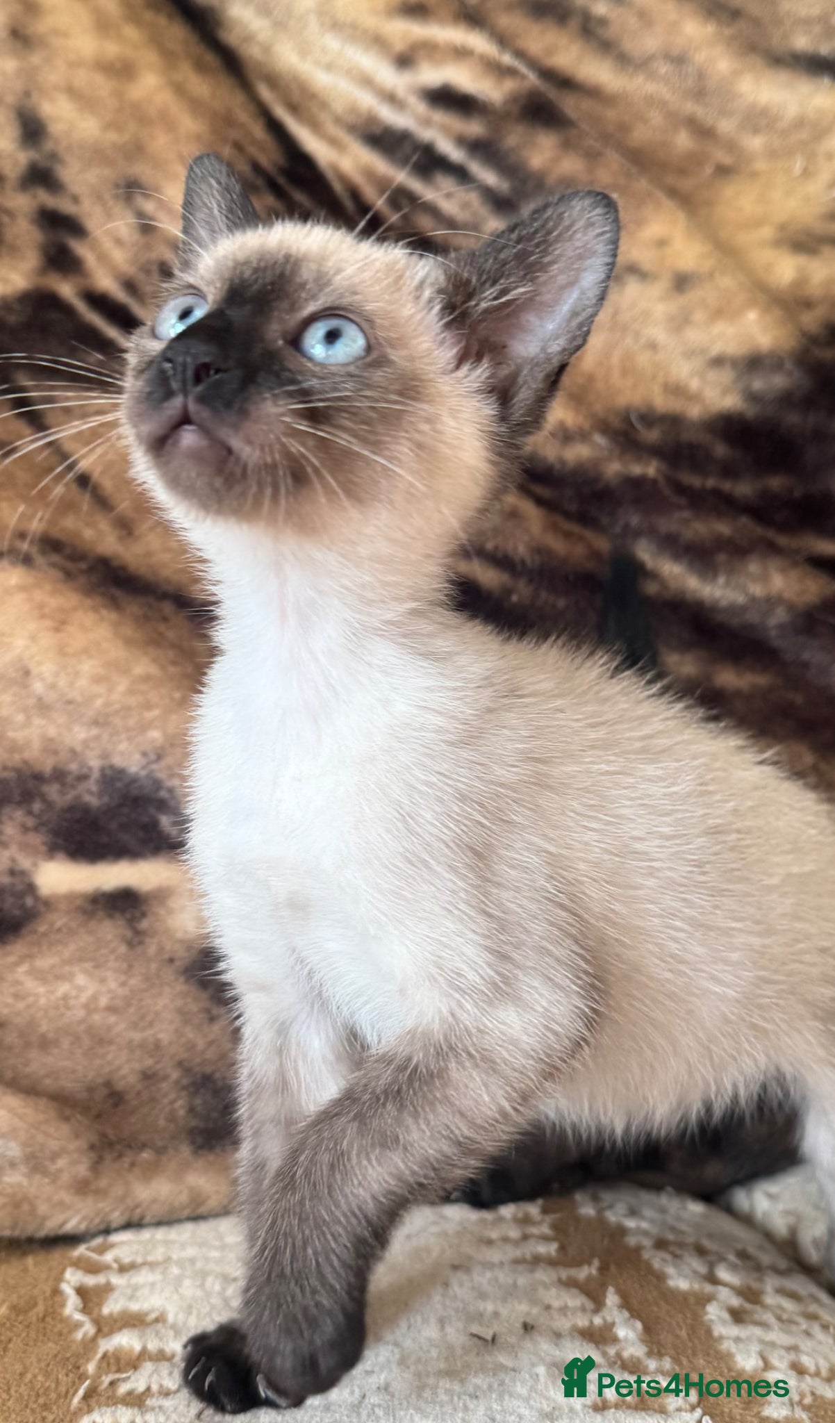 Siamese cats Seal point Siamese kitten male - Advert 3