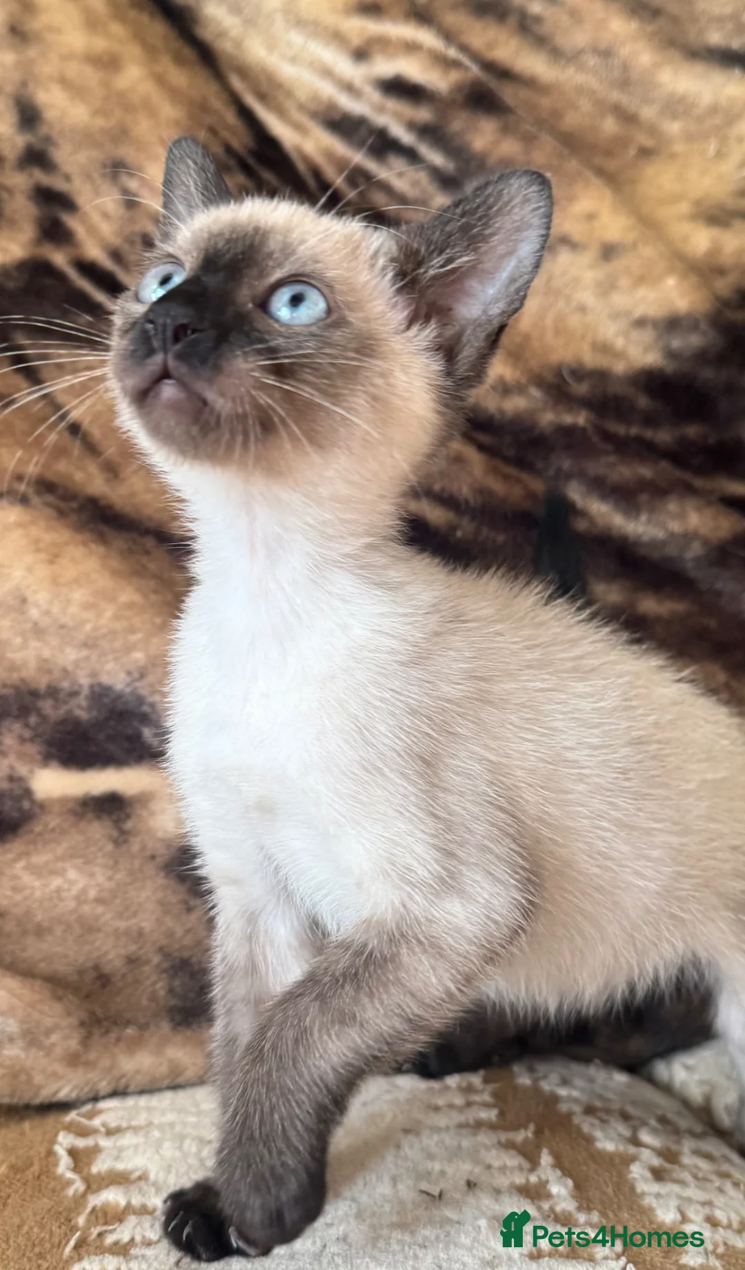 Siamese cats for sale: Seal point Siamese kitten male - Advert 1
