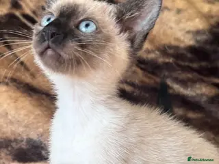 Siamese cats Seal point Siamese kitten male - Advert 3