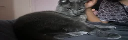 Russian Blue cats for sale: Pluto in London - Advert 5